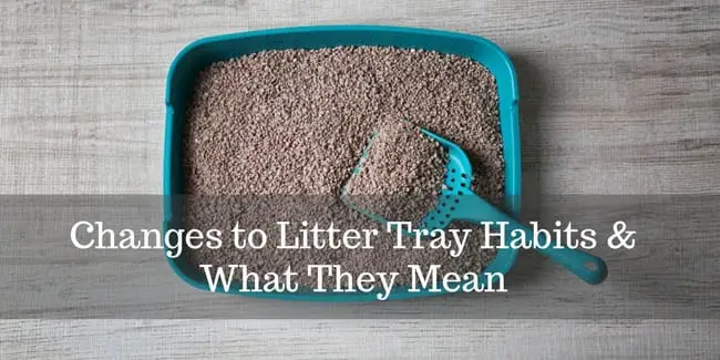 Changes to litter tray habits and what they mean