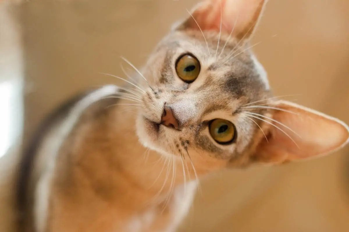 Natural cat flea products