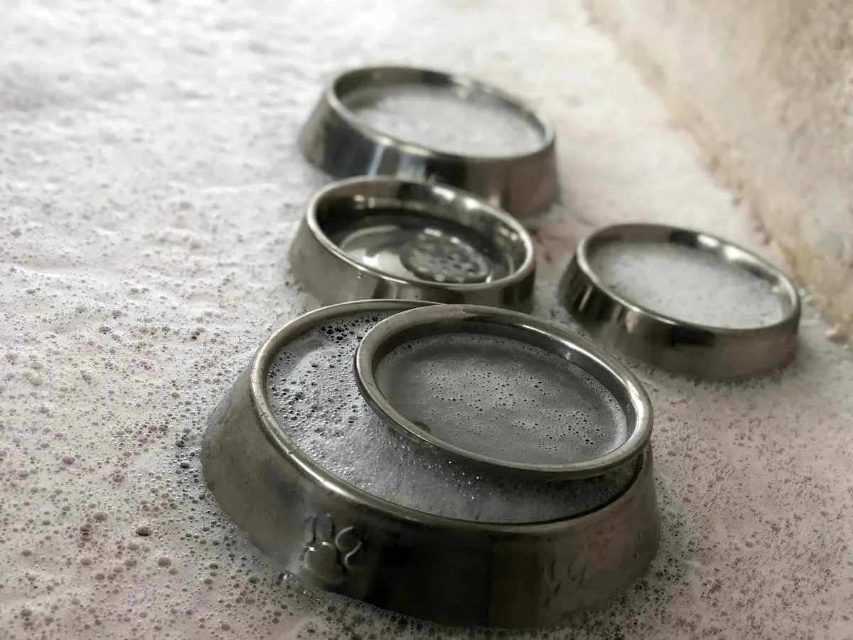 How to clean and disinfect cat food and water bowls
