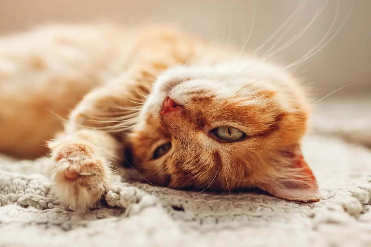 Ataxia in cats