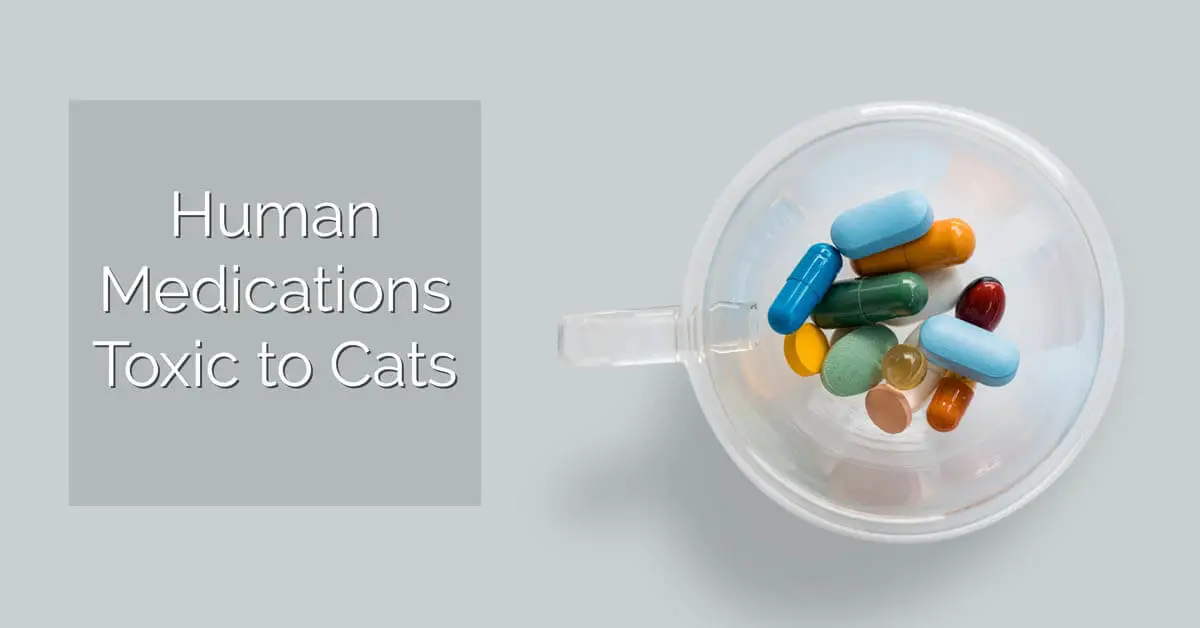 Human medications toxic to cats?