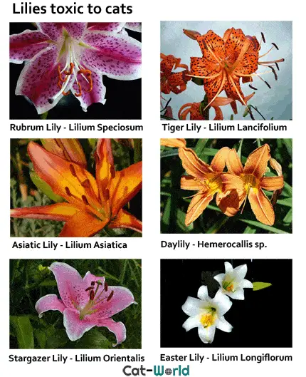 Lily toxicity in cats