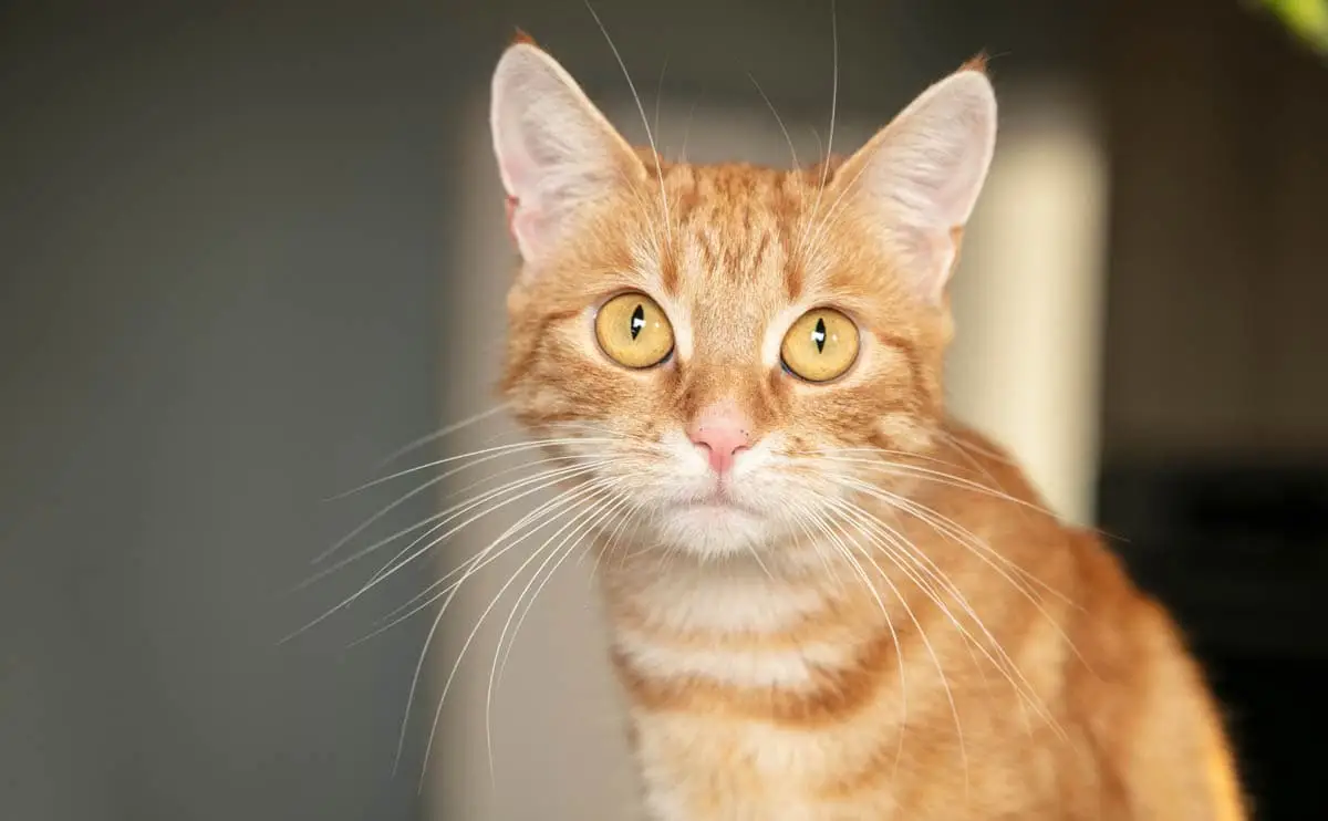 Acute kidney failure in cats