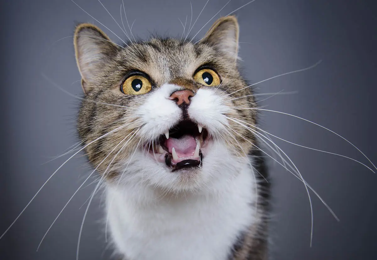 Blood in cat stool