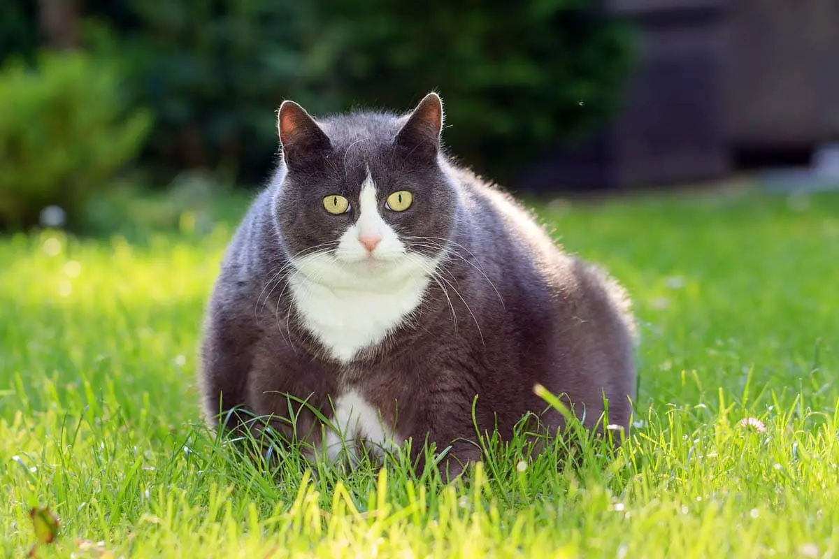 Obese cat