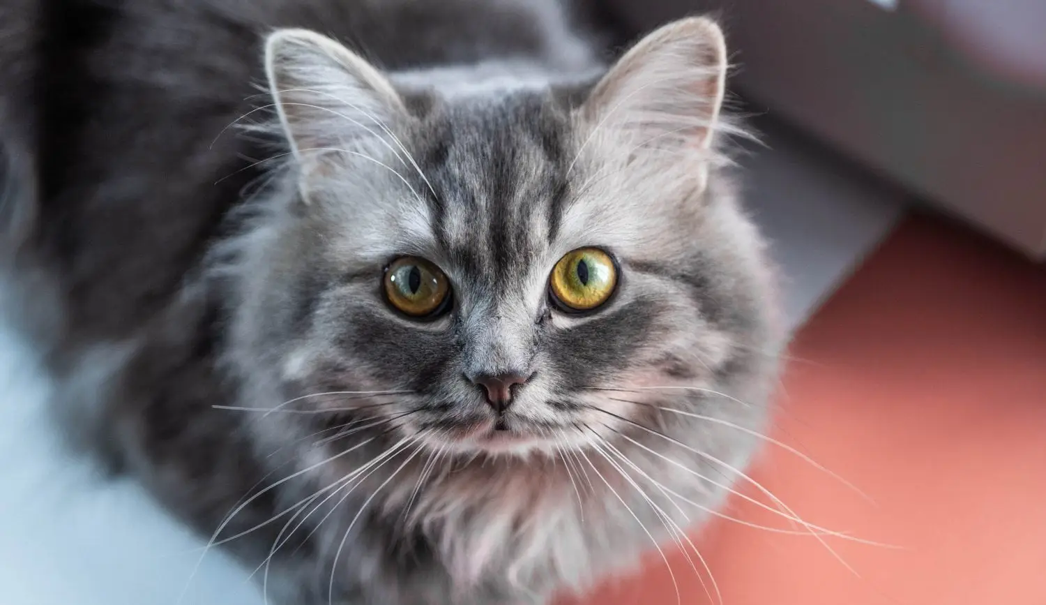 Nipple and breast swelling in cats