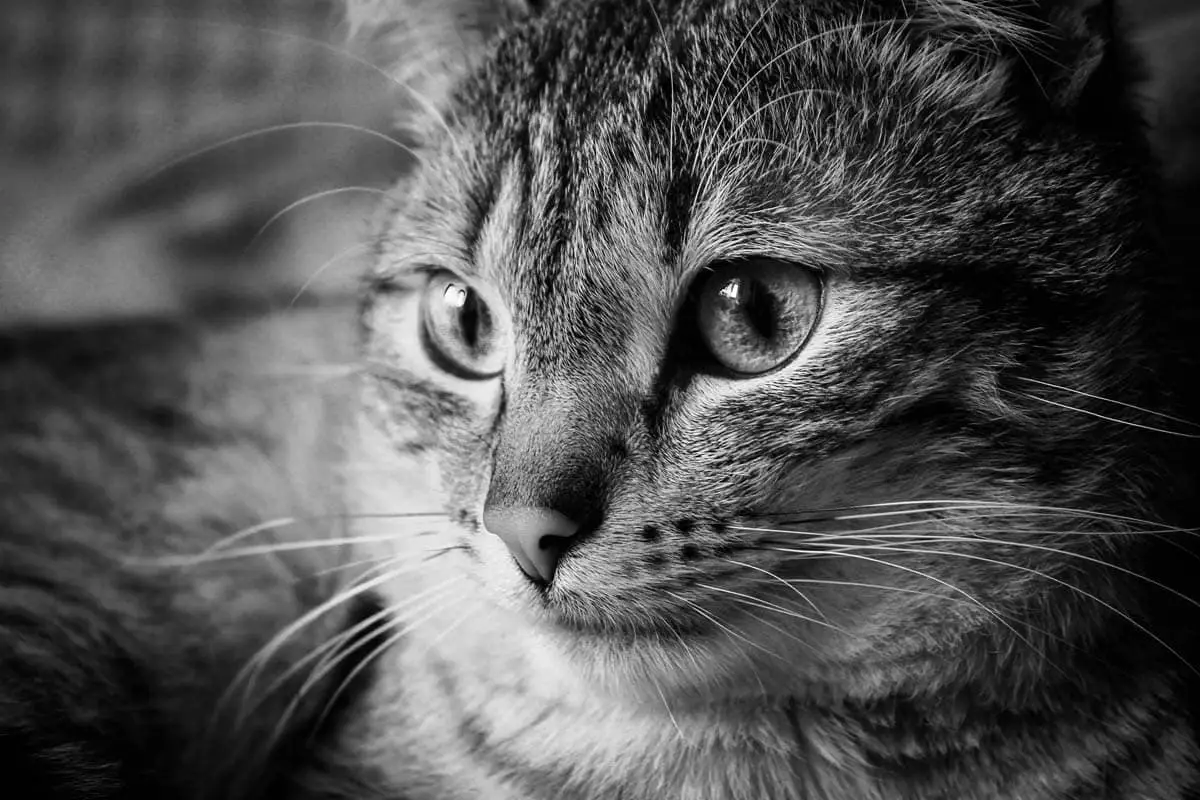 Cystocentesis in cats