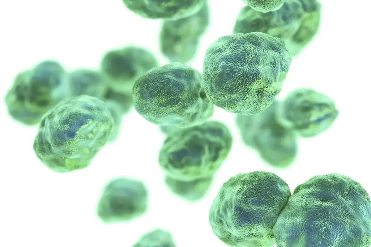 Tularemia in cats