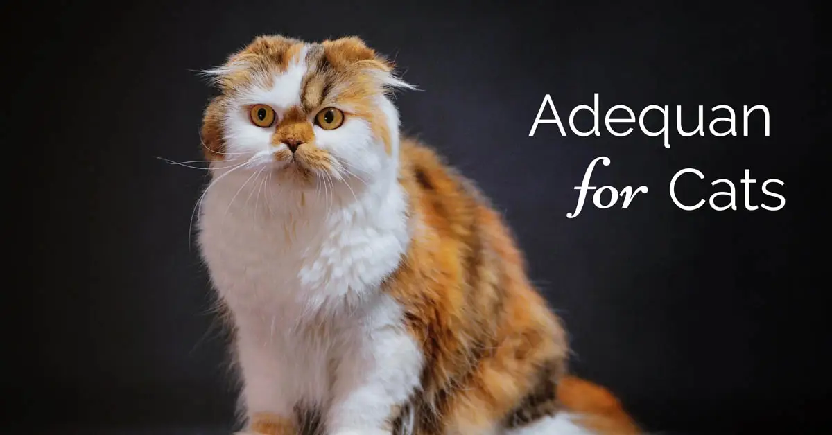 Adequan for cats