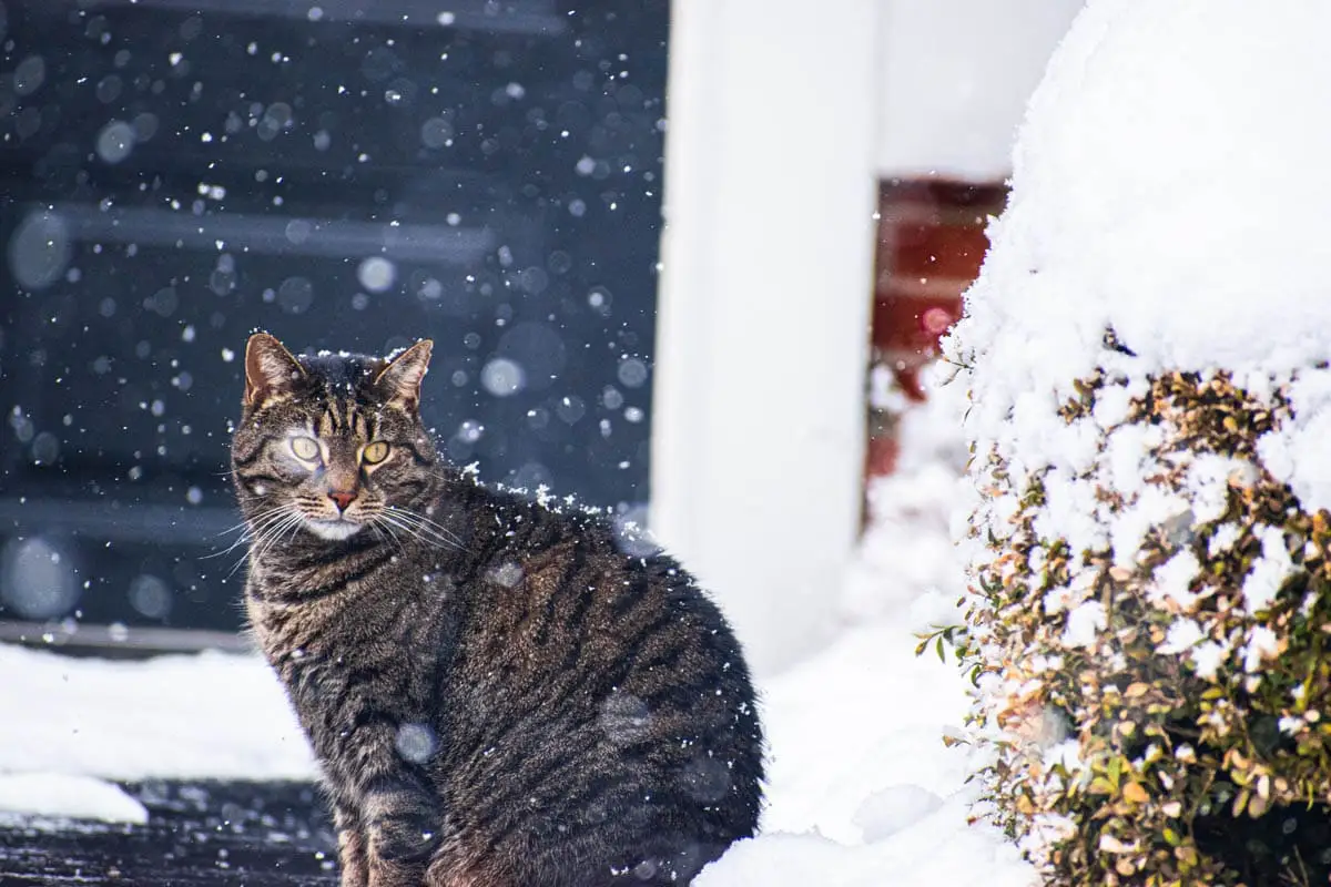 How cold is too cold for a cat?