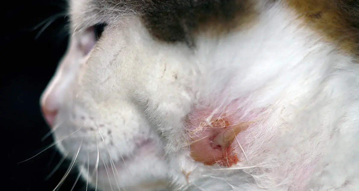 Bite wound abscess