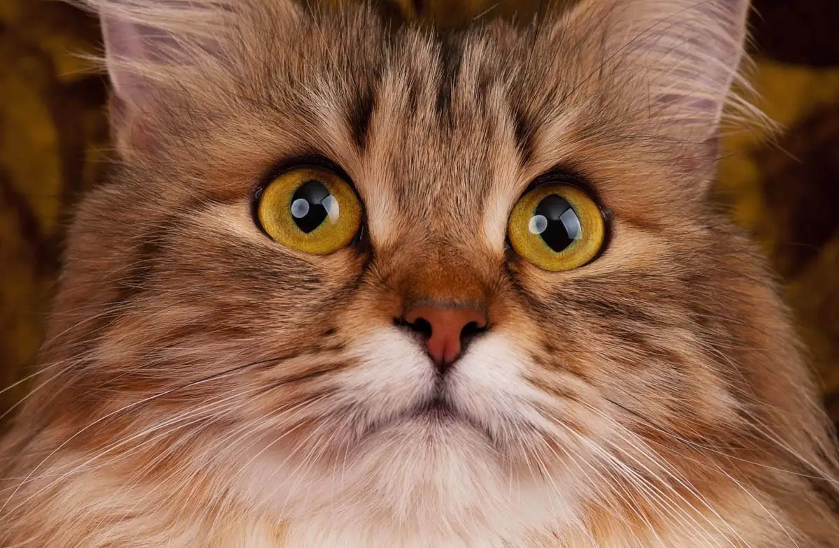 Corneal ulcer in cats