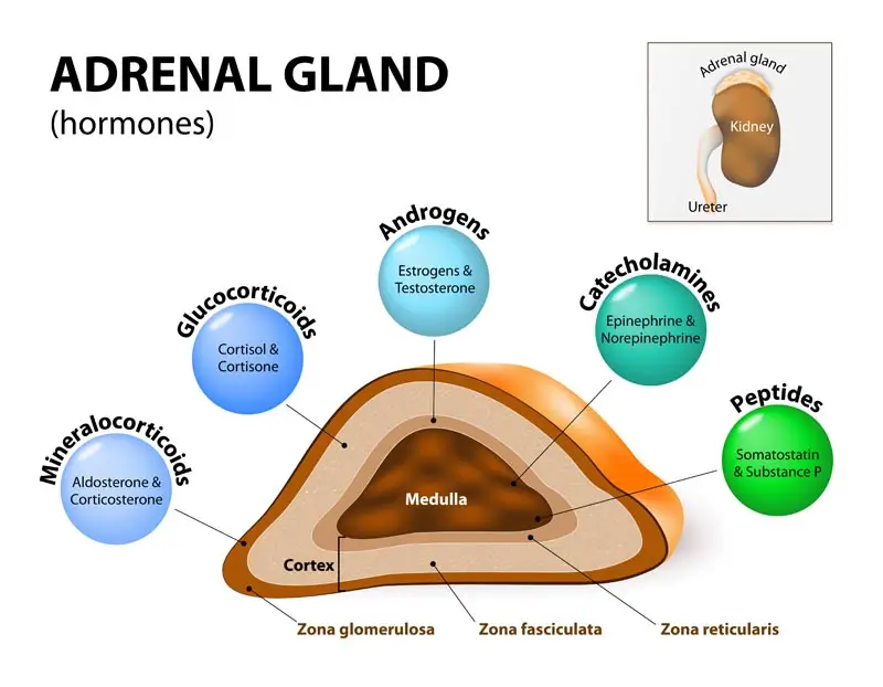 Adrenal gland