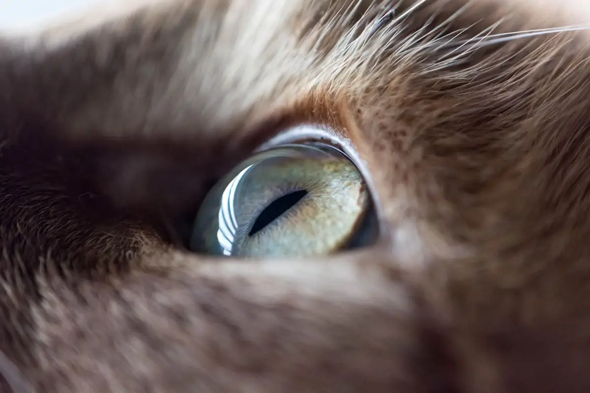 Perineal urethrostomy in cats
