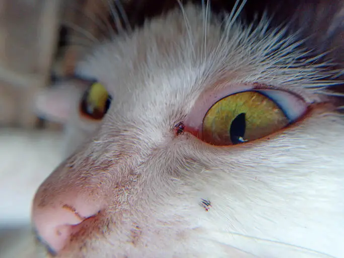 cat with allergies and red eye discharge