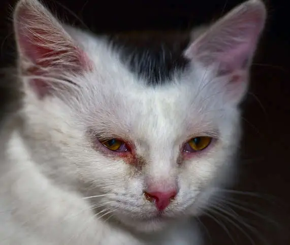 red eye discharge