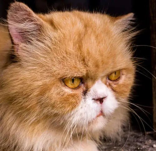 This system allows for the drainage of excess tears from the eye to the nose and mouth. Although it is less common in cats than in dogs, cats also have this nasolacrimal duct which can become blocked or obstructed. Such an obstruction can cause tears to overflow from the eye, leading to tear staining and excessive moisture below the eye.