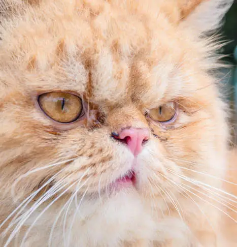 red eye discharge on persian cat