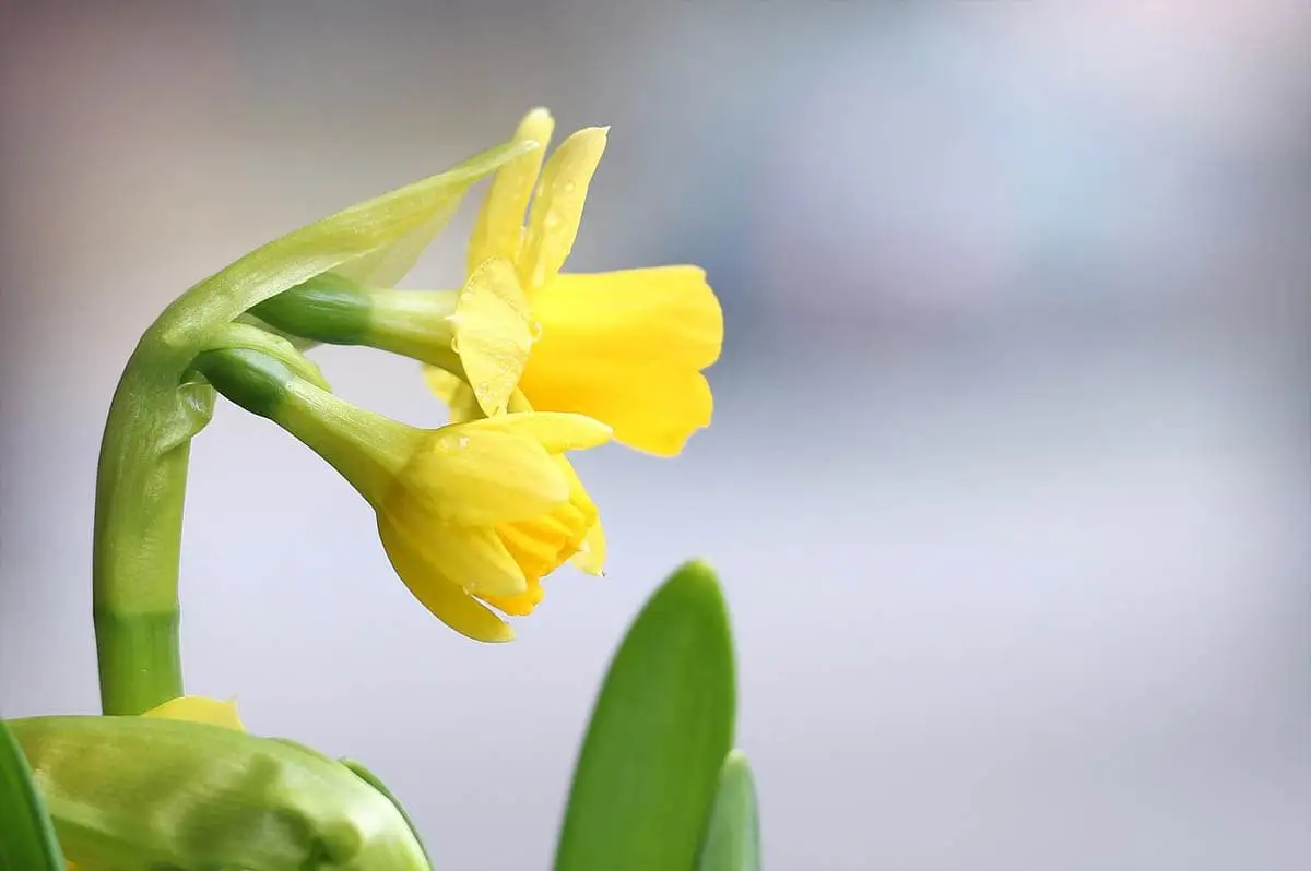 Are daffodils toxic to cats?