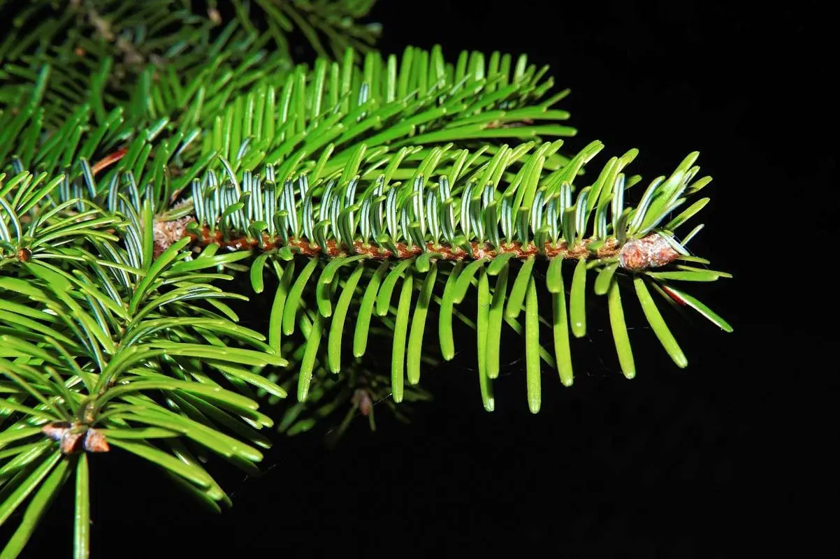 Is grand fir toxic to cats?