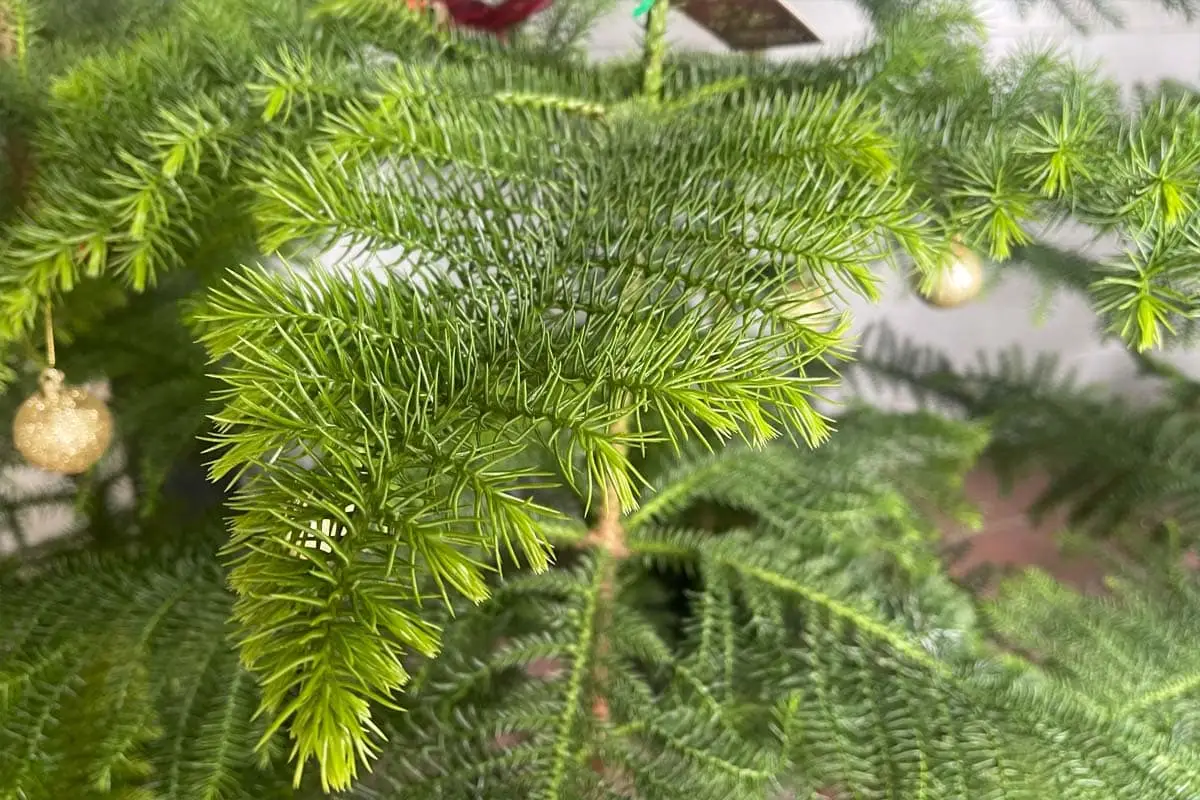 Is Norfolk Island pine toic to cats?