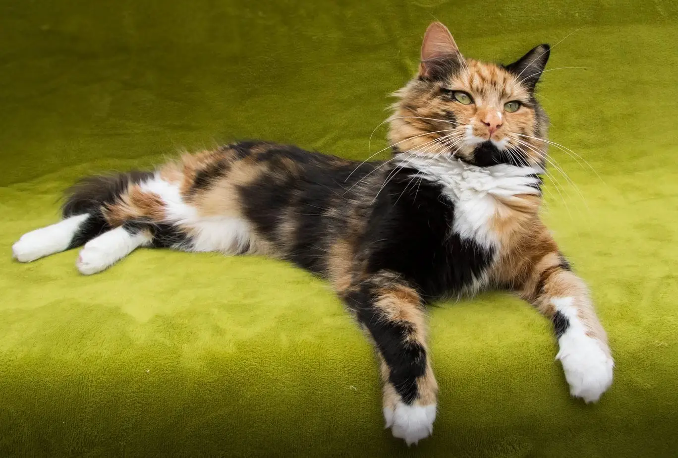 Calico cat