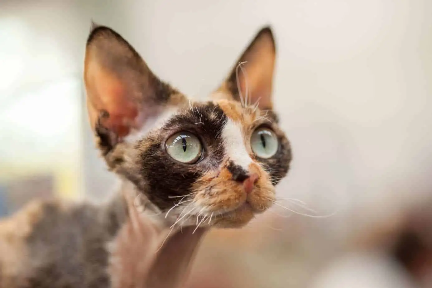 Calico Devon Rex