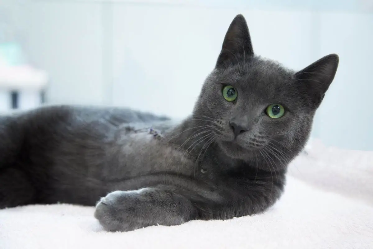 Limb amputation in cats
