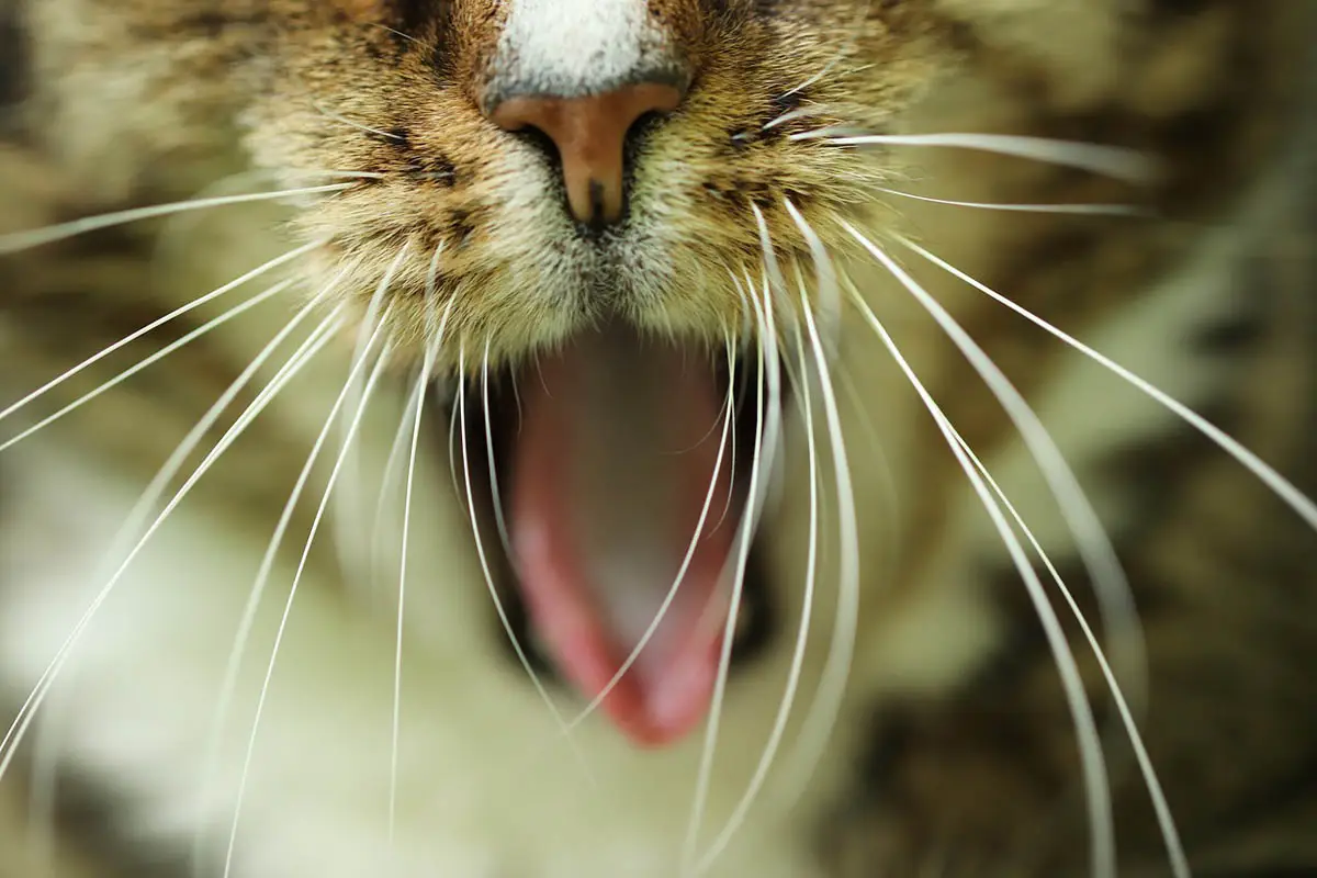 Vomiting in cats