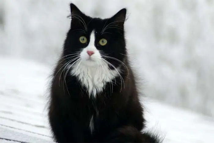 Black and white Norwegian Forest Cat