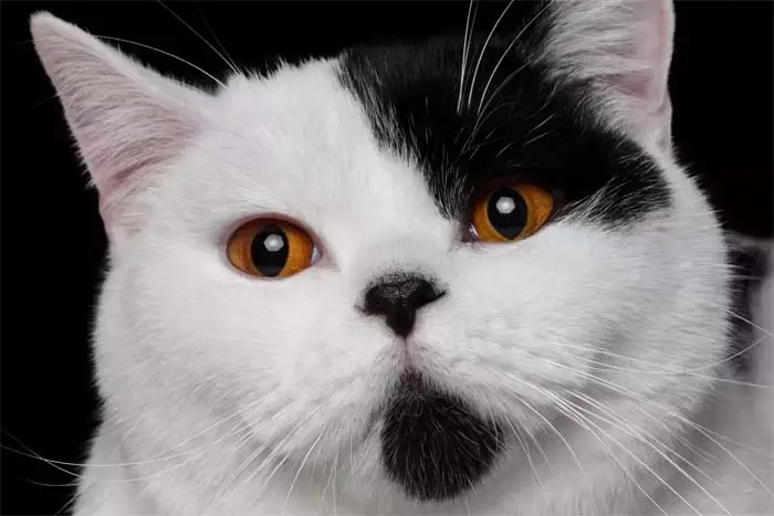 Black and white British Shorthair
