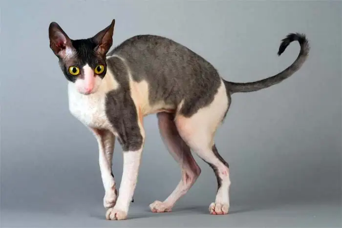 Cornish Rex