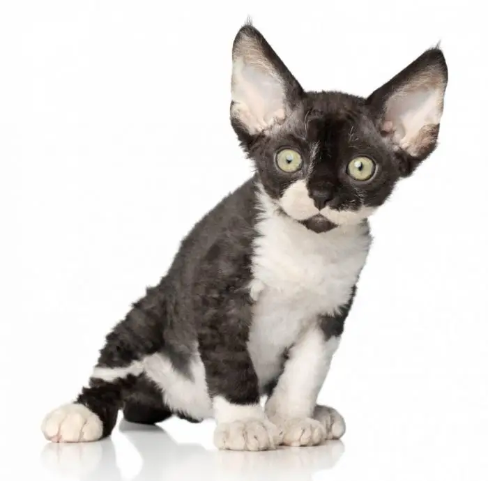 Black and white Devon Rex kitten