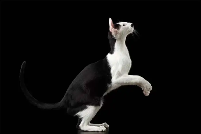 Black and white Oriental Shorthair