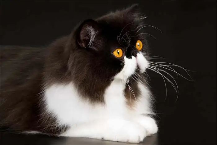 Black and white Persian cat