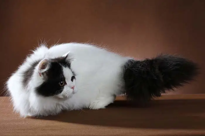 Black and white Munchkin cat