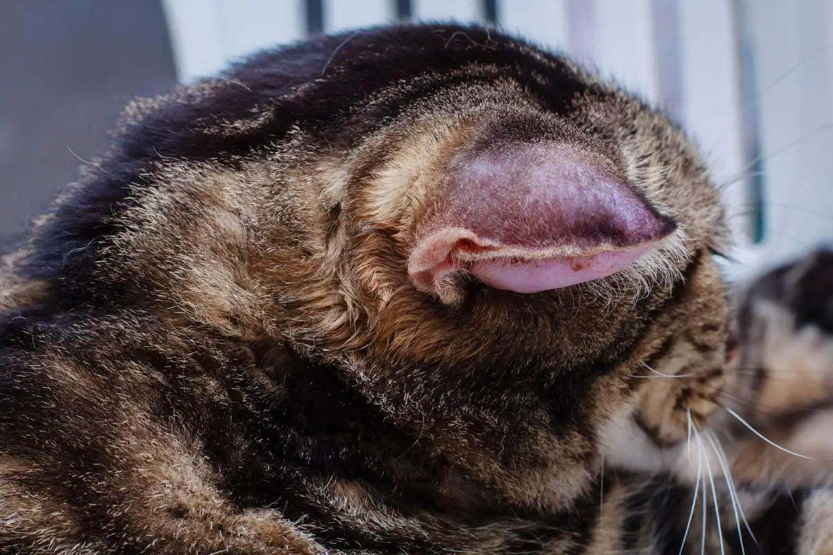 Hematoma on a cat