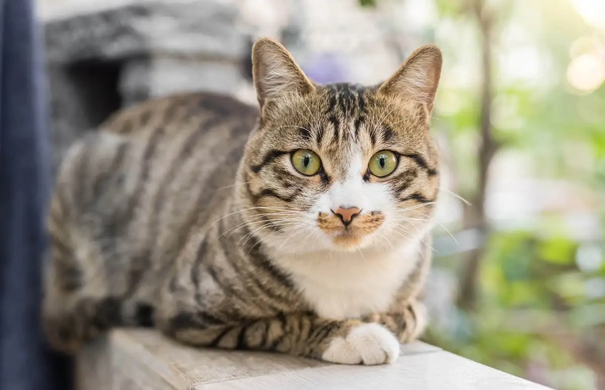 Feline herpesvirus