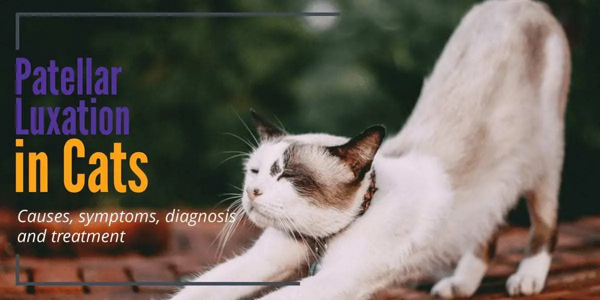 Patellar luxation in cats
