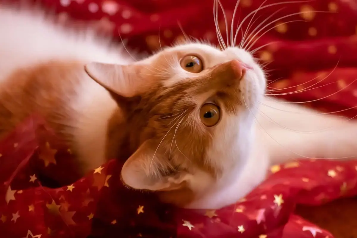 Female cat Christmas names
