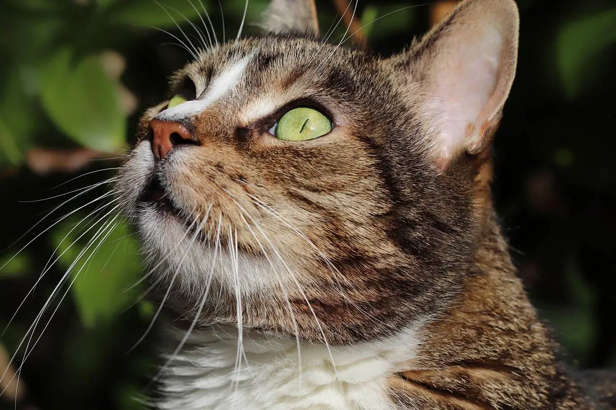 Egyptian cat names