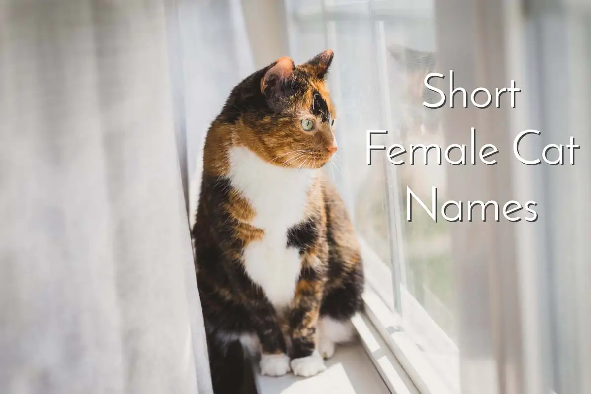 Short female cat names