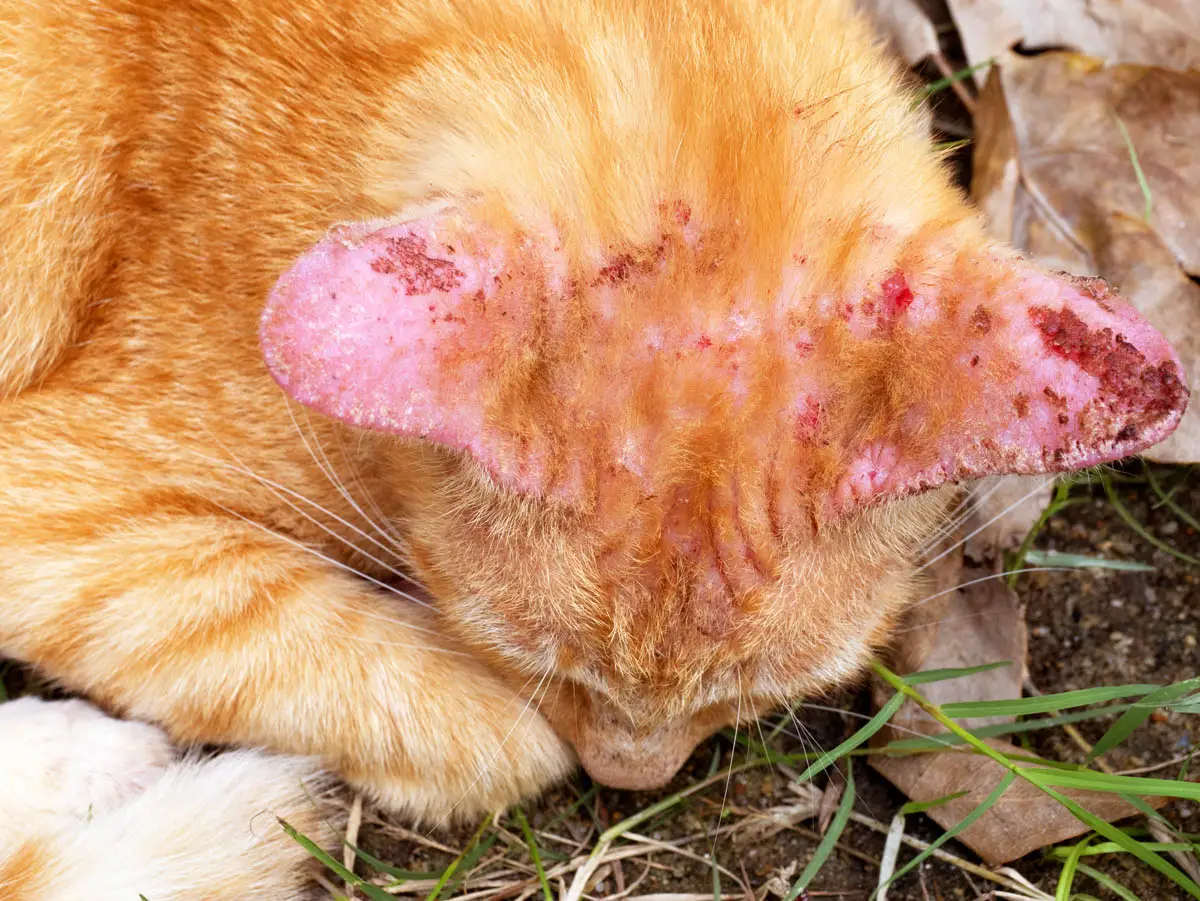 Ringworm on a cat