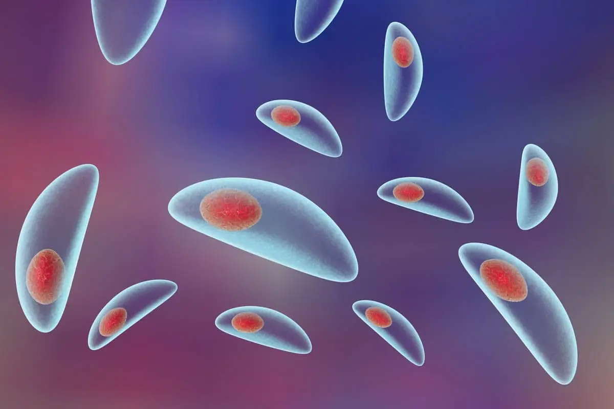 Cats and toxoplasmosis