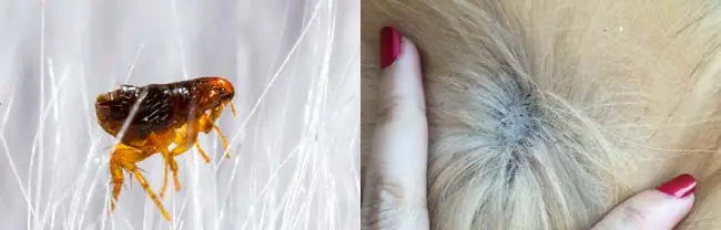 Close up of flea and flea dirt in a cat