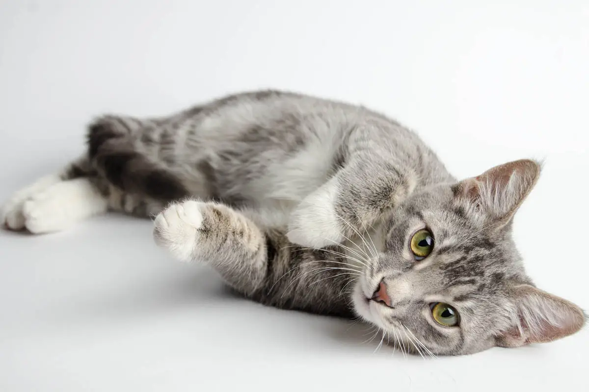 Flea allergy dermatitis in cats