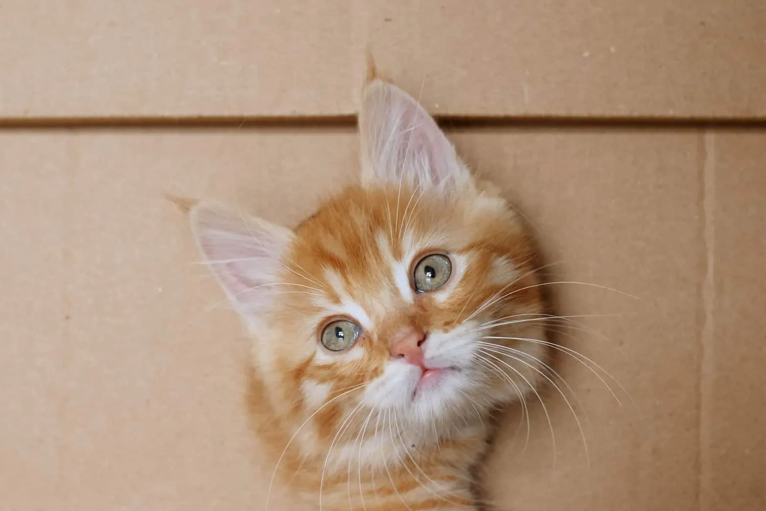 Simpatico gattino rosso che esce dal buco in una scatola di cartone. Gatto nascosto nella scatola.' title=