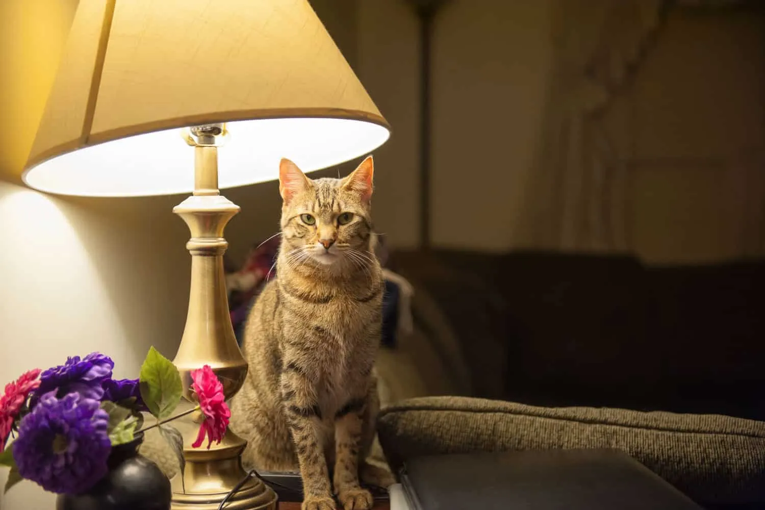 Un bellissimo gatto siede su un tavolino e direttamente sotto una lampada da tavolo in un soggiorno' title=