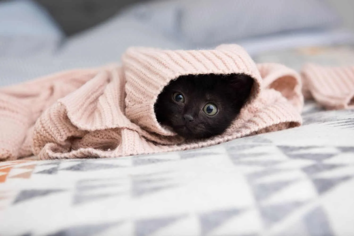 Gattino nero nascosto in maglione rosa' title=