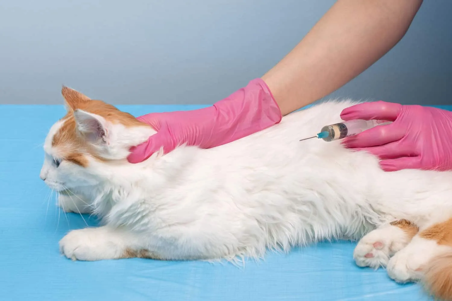 veterinar daje injekcijo mački. mačka v veterinarski kliniki. mačka se injicira z brizgo. zdravnik, ki daje injekcijo živali' title=